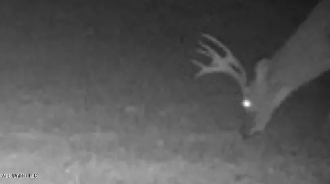 Other - 377 Deep Creek Rd # A, Wiggins, MS 39577 photo 16 of 19