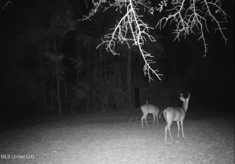 Other - 377 Deep Creek Rd # A, Wiggins, MS 39577 photo 15 of 19