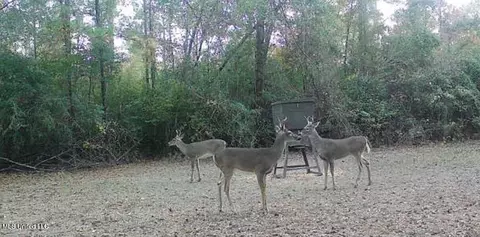 Other - 377 Deep Creek Rd # A, Wiggins, MS 39577 photo 14 of 19