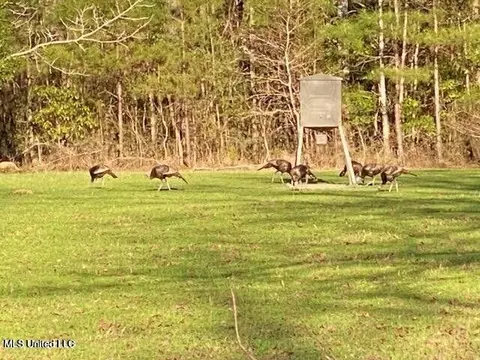 Other - 377 Deep Creek Rd # A, Wiggins, MS 39577 photo 13 of 19