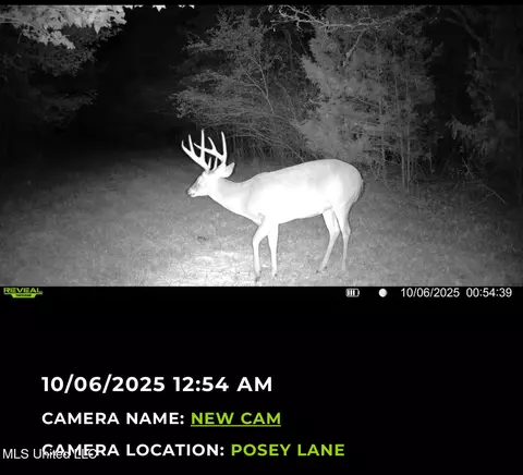 295 Posey Ln, Vaughan, MS 39179 photo 8