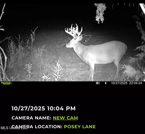 295 Posey Ln, Vaughan, MS 39179 photo 7