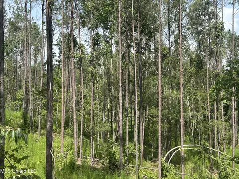 Bonds Road, Roxie, MS 39661 photo 7