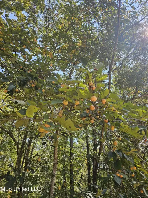Simpson Highway 469, Florence, MS 39073 photo 8