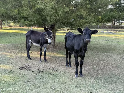 139 Collier Cv, Brandon, MS 39042 photo 14
