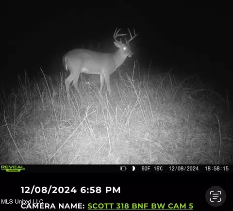 3 Forest Service Road 562, Pulaski, MS 39152 photo 9