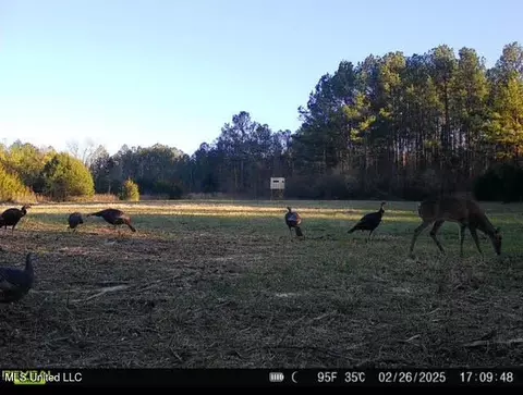 3 Forest Service Road 562, Pulaski, MS 39152 photo 48