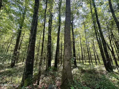 3 Forest Service Road 562, Pulaski, MS 39152 photo 42