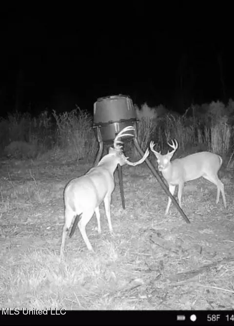 0 Highway 35, Walnut Grove, MS 39189 photo 24