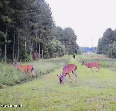 No Little Black Creek Road, Lumberton, MS 39455