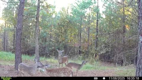 County Rd 5034, Kosciusko, MS 39090 photo 10
