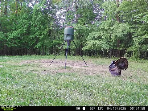 Exterior - 52 Ogden Rd, Natchez, MS 39120 photo 18 of 21