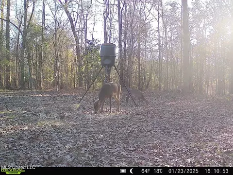 Exterior - 52 Ogden Rd, Natchez, MS 39120 photo 20 of 21