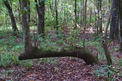 Mountain Road, Mccool, MS 39108 photo 12