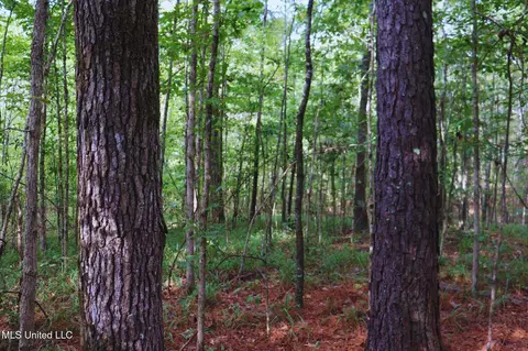 Mountain Road, Mccool, MS 39108 photo 10