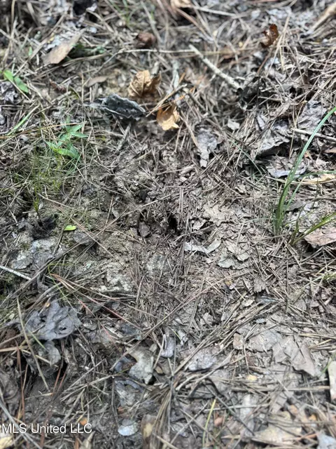 Off Doe Ridge Highland, Lucedale, MS 39452 photo 5