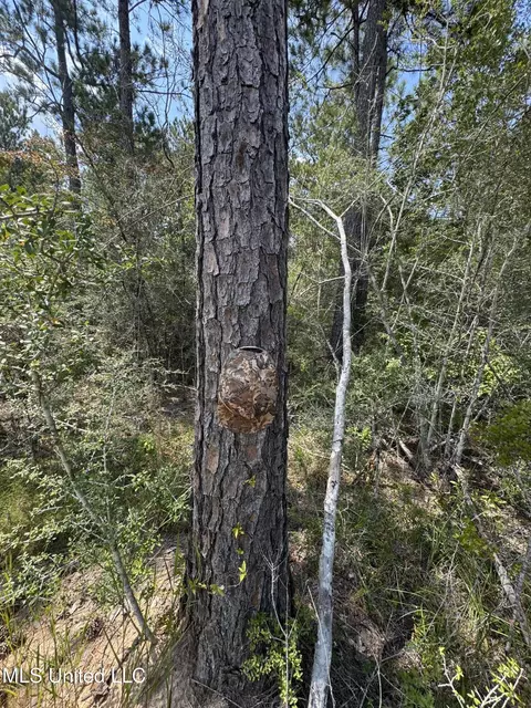 Off Doe Ridge Highland, Lucedale, MS 39452 photo 3