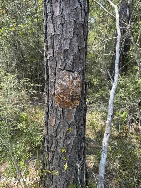 Off Doe Ridge Highland, Lucedale, MS 39452 photo 2