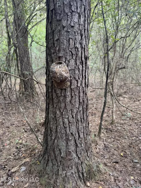 Off Doe Ridge Highland, Lucedale, MS 39452 photo 14