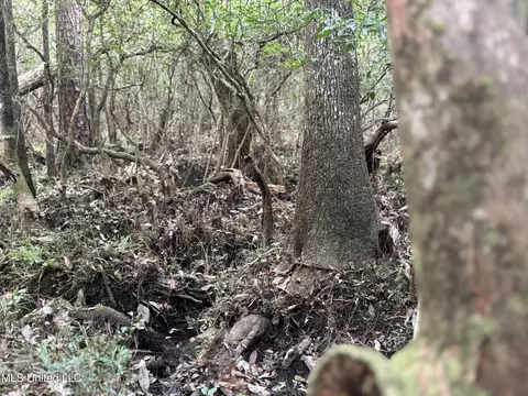 Off Doe Ridge Highland, Lucedale, MS 39452 photo 17