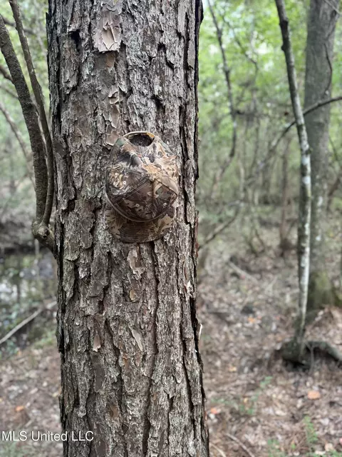Off Doe Ridge Highland, Lucedale, MS 39452 photo 12