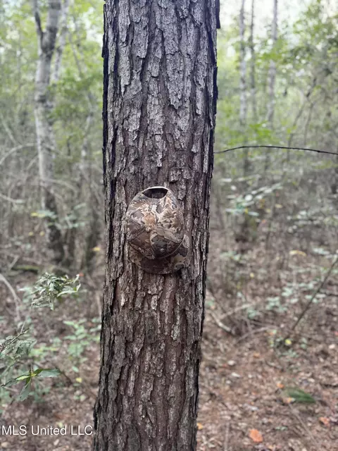 Off Doe Ridge Highland, Lucedale, MS 39452 photo 13