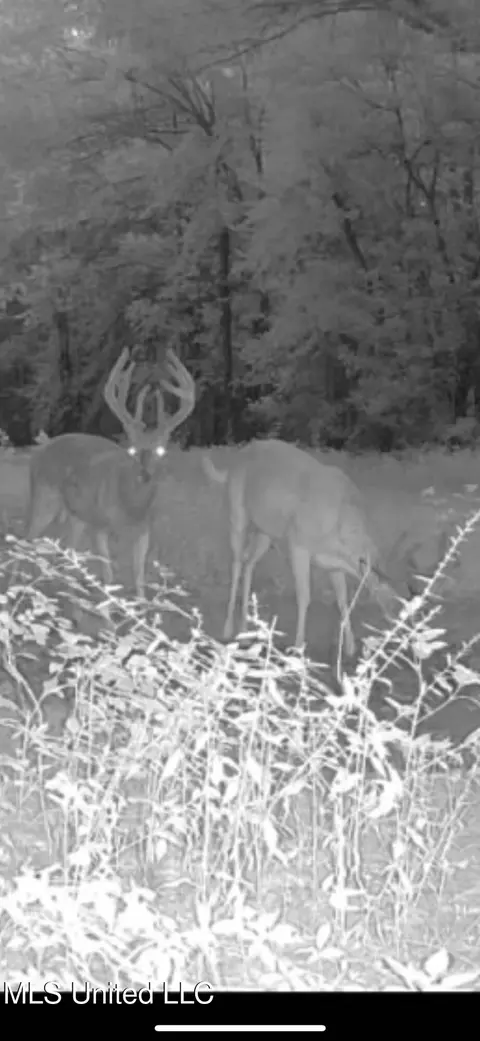 Hwy 278, Marks, MS 38646 photo 51