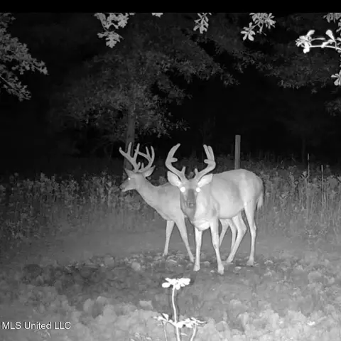 Hwy 278, Marks, MS 38646 photo 49