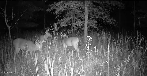 Hwy 278, Marks, MS 38646 photo 55