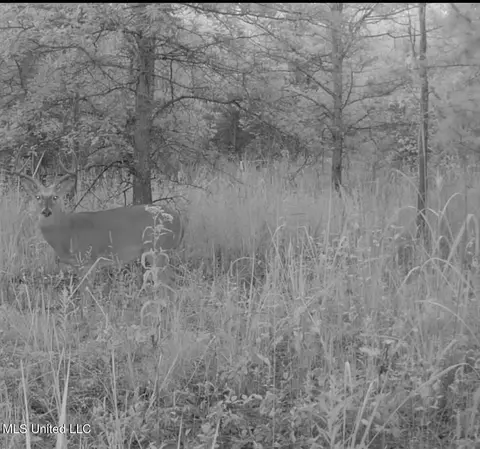 Hwy 278, Marks, MS 38646 photo 54