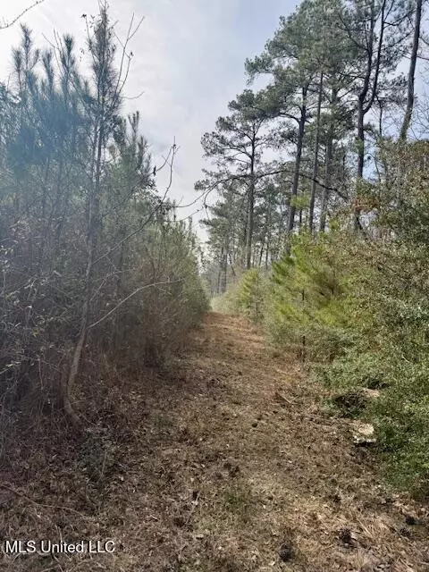 Beartown Road, Jayess, MS 39641 photo 43