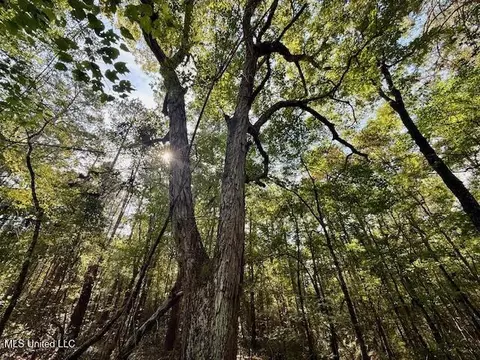 Beartown Road, Jayess, MS 39641 photo 22