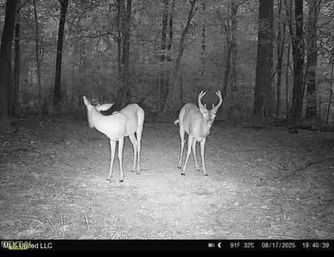 0 Highway 469, Florence, MS 39073 photo 38