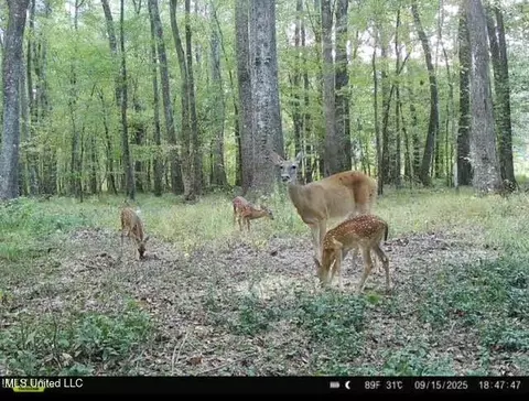 0 Highway 469, Florence, MS 39073 photo 37