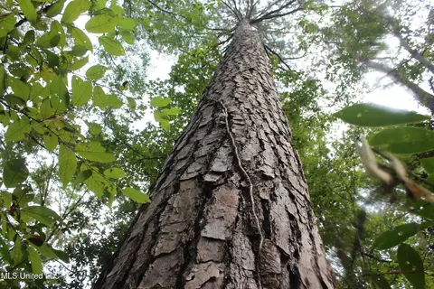 tbd Fox Rd, Gloster, MS 39638