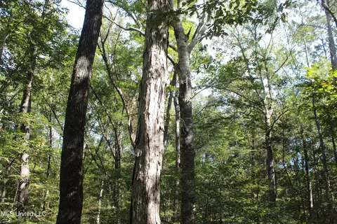 tbd Fox Rd, Gloster, MS 39638 photo 20
