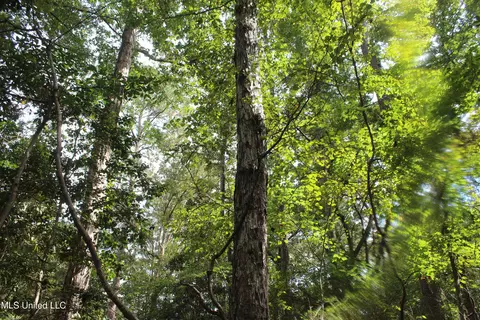 tbd Fox Rd, Gloster, MS 39638 photo 3