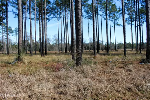 6 4 Acres Basin Central Rd, Lucedale, MS 39452 photo 2