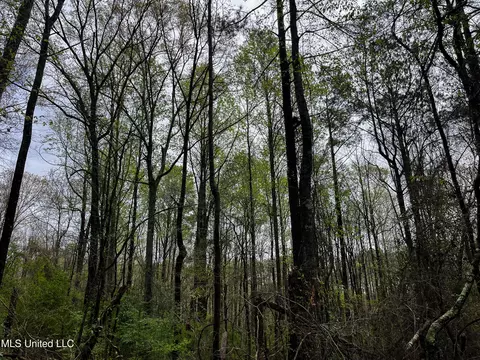 Pine Bluff Road, Decatur, MS 39327 photo 34