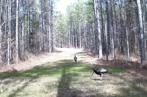 0 River Bend Rd, Lena, MS 39094 photo 30