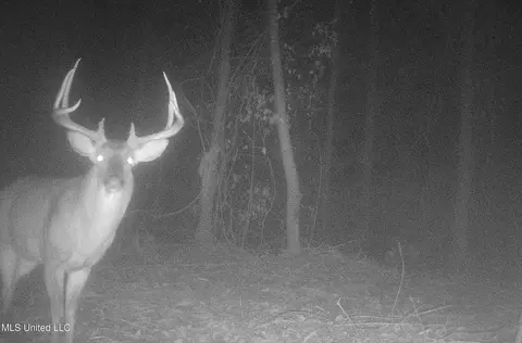0 River Bend Rd, Lena, MS 39094 photo 6
