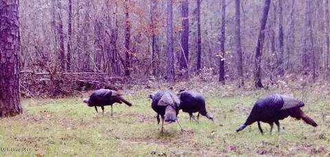00006 Old Red Star Rd, Wesson, MS 39191 photo 7