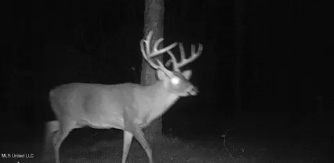 00006 Old Red Star Rd, Wesson, MS 39191 photo 4