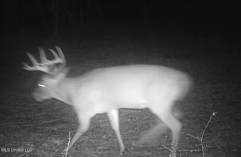 00006 Old Red Star Rd, Wesson, MS 39191 photo 20