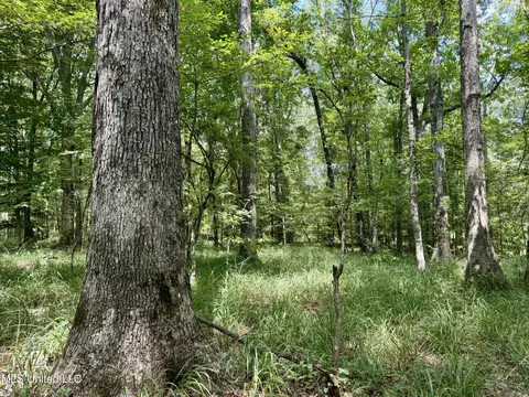 00006 Old Red Star Rd, Wesson, MS 39191 photo 14