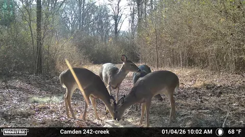 00 Simpson Rd, Pickens, MS 39146 photo 15