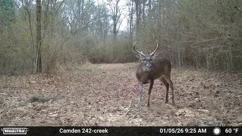 00 Simpson Rd, Pickens, MS 39146 photo 14