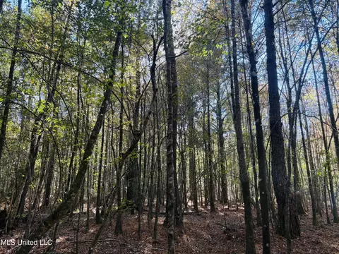 Old Avera Road, State Line, MS 39362 photo 6