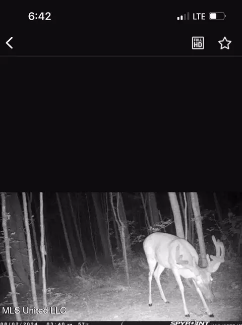 0 Green Door Rd, Eupora, MS 39744 photo 40