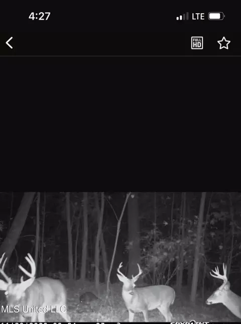 0 Green Door Rd, Eupora, MS 39744 photo 34
